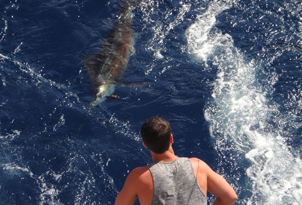 Sailfish on a stickbait Sailfish on a stickbait